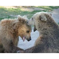 Bear hugs: The new hostile takeover