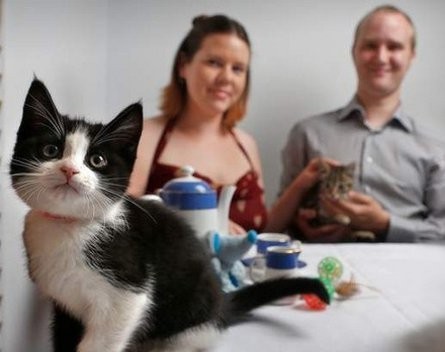 Why we scrapped our jobs to launch a cat café