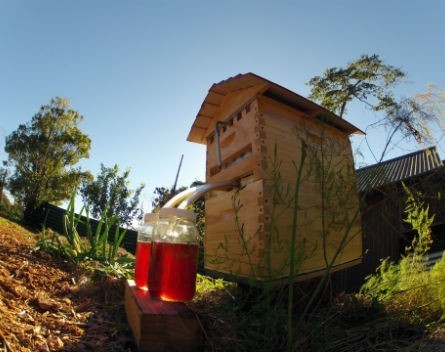 Like investors to honey: Aussie beekeeping buzz over Indiegogo crowdfunding campaign