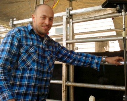 Artificial intelligence system could size up stock for saleyards