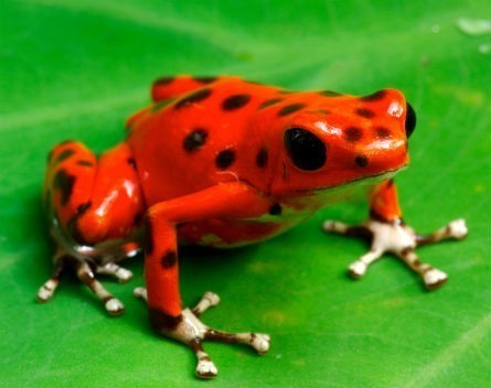 Ribbit! App developed by Queensland scientists aims to be the Shazam of frog calls