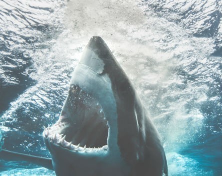 Business valuations: Don’t bait the shark