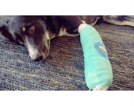 Meet Ziggy, the border collie whose limb was saved by a Queensland 3D printing startup