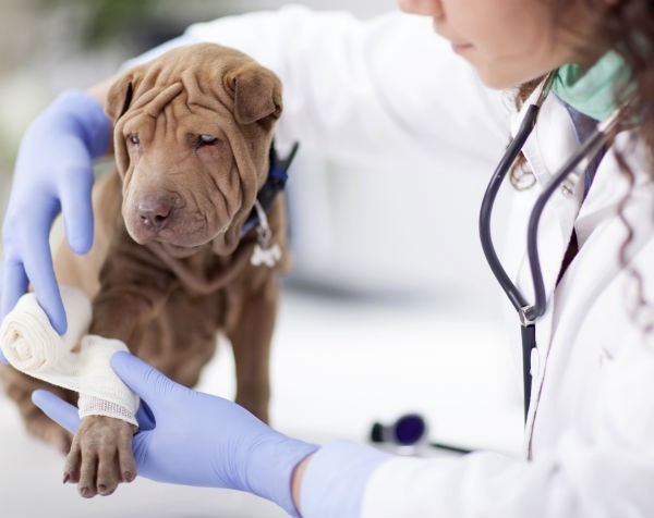 How much is that vet in the window? National Veterinary Care aims to float on ASX in $30 million IPO