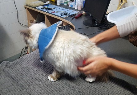 How a group of UNSW entrepreneurs 3D printed a wheelchair to get a crippled cat back on all its feet