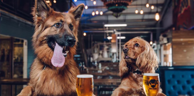 Pawsonal leave: Why this beer company is giving its employees paid leave when they get a new puppy