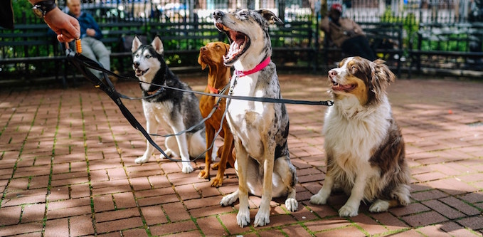 "Gutted": Sole traders furious over Victoria's mobile pet grooming ban