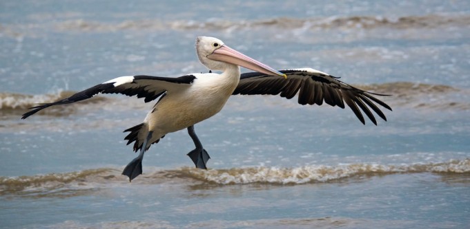 Long-time pelican feeder sacked after a heated confrontation wins unfair dismissal case