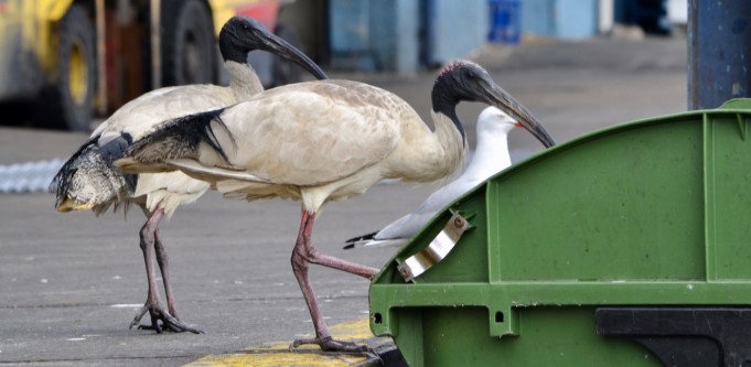 Wake up and smell the bin juice: Five invaluable business lessons from the dirtiest bird there is