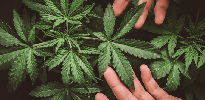 Global pharmaceutical company — that specialises in medicinal cannabis — secures funding with plans for 2020 growth