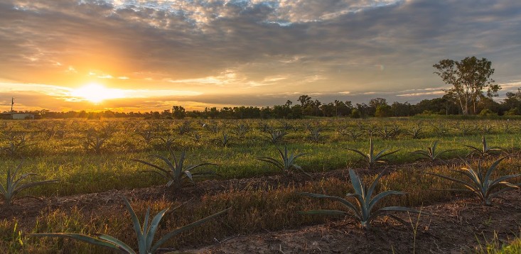 Top-Shelf-International-agave