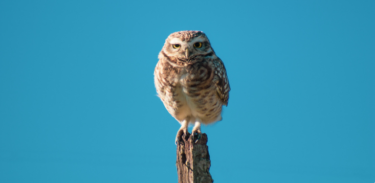 Larks, owls and middle birds: How to structure your day based on your chronotype