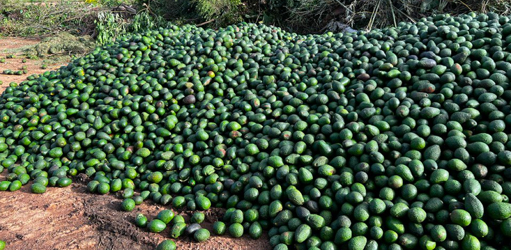 “Truckloads gone to waste”: Avocado harvests dumped amid low prices in supermarkets