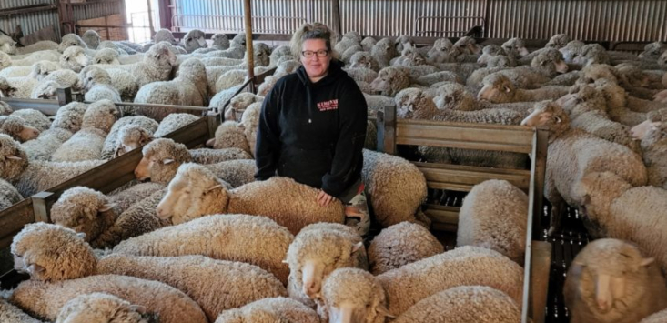 How Kiminnes Ol’ School Shearing is rethinking the shearing shed hierarchy