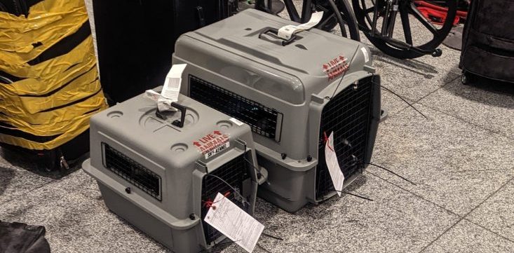 Lost wedding clothes, flights cancelled mid-air, and two dog crates in a sea of bags: National airlines like Qantas are melting down worldwide