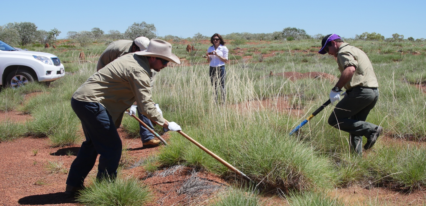 University of Queensland spin-out company to develop medical gels from spinifex grass using traditional Indigenous knowledge