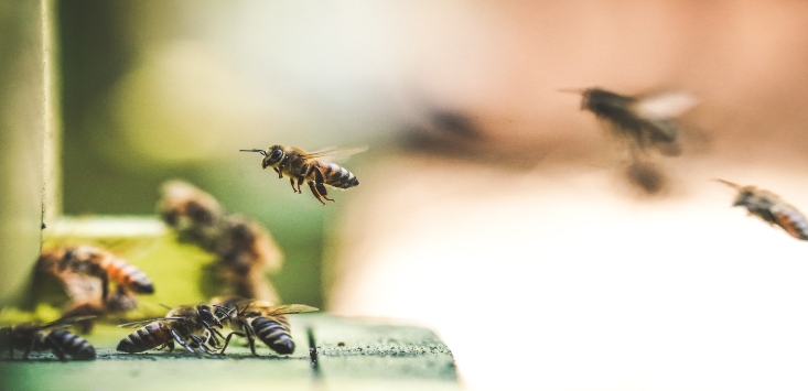 AI can help farmers and the environment by tracking bees on camera