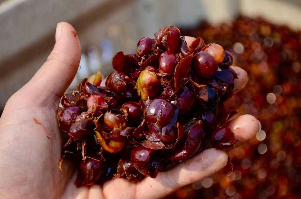 i am grounded coffee fruit