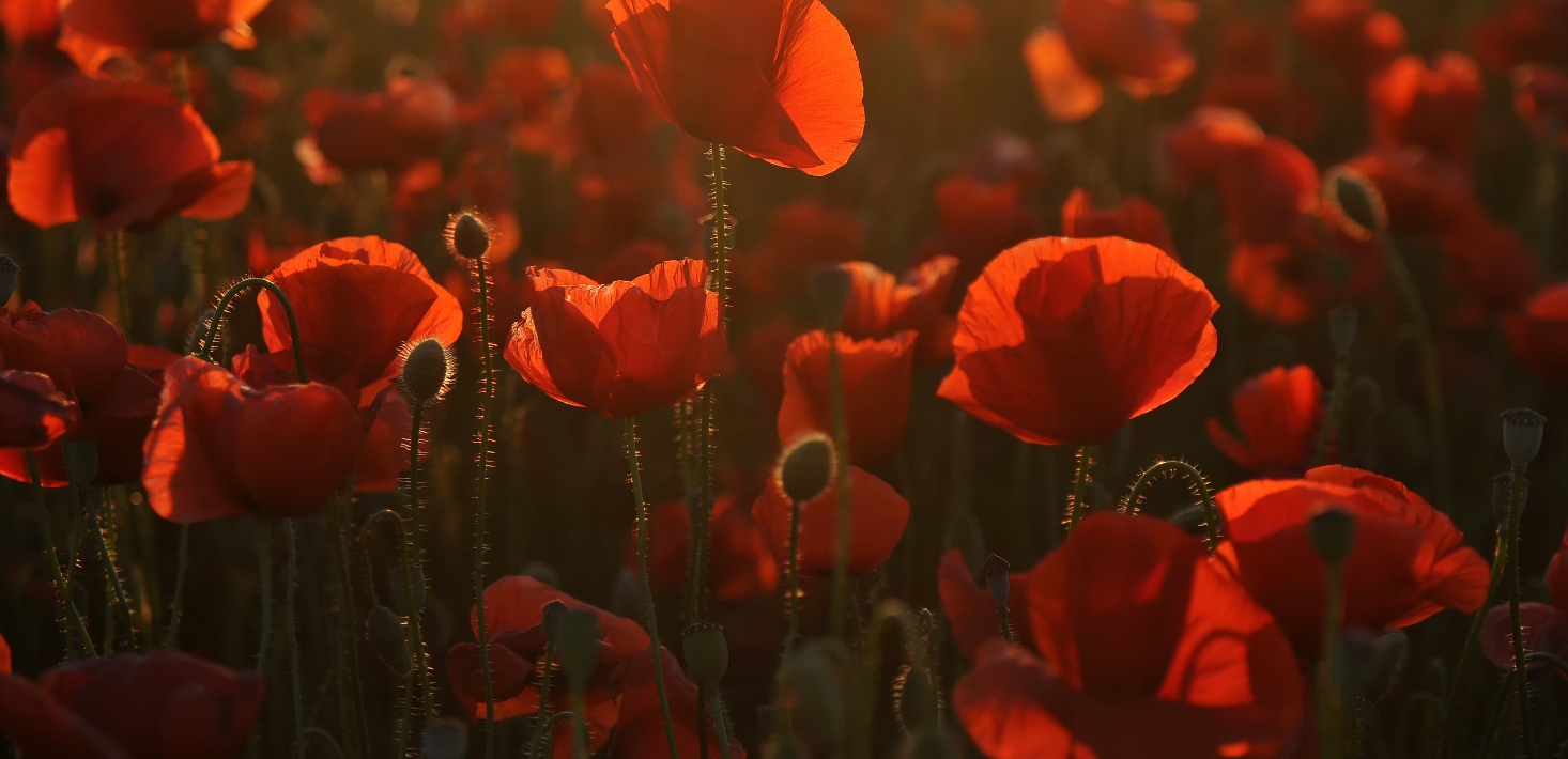 ANZAC Day retail trading hours public holiday nsw